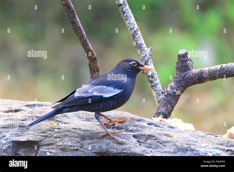 Grey Winged Blackbird Turdus Boulboul Male In Thailand Stock Photo