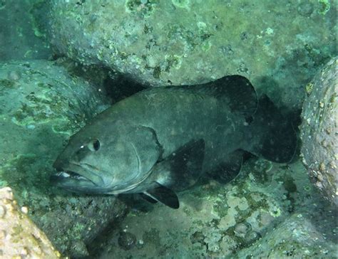 Black Rockcod Fishes Of Cabbage Tree Bay Aquatic Reserve Sydney