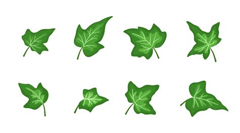 Set Of Green Ivy Leaves Isolated On White Background Vector Flat