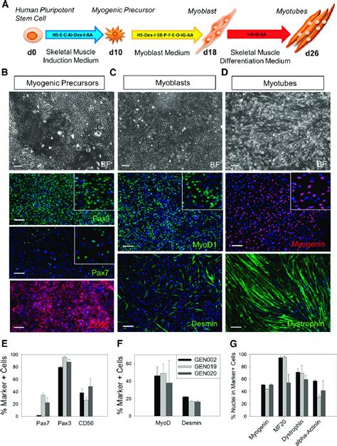 Differentiation Of Human Embryonic Stem Cells HESCs Into Skeletal