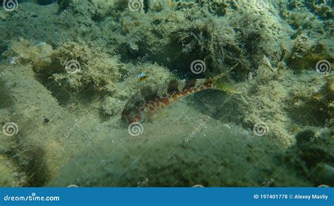 Striped Red Mullet Or Surmullet Mullus Surmuletus Undersea Aegean Sea