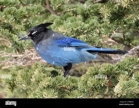 Stellers Jay Perched In A Pine Tree At Emerald Lake In Rocky Mountain