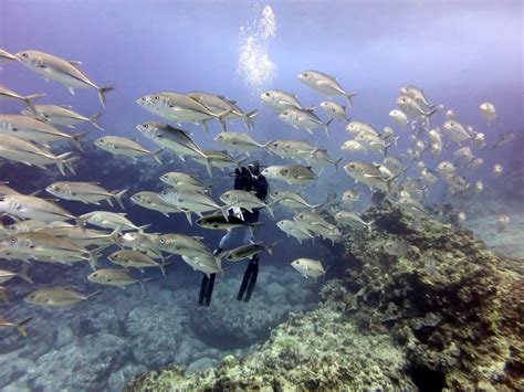 Coral Reefs In The Pacific Noaa Fisheries