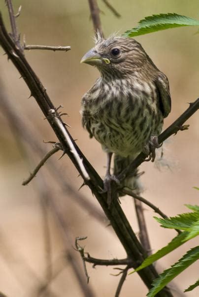 Baby House Finch 100 Crop Pentax User Photo Gallery