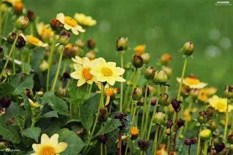 Yellow, dahlias - Flowers wallpapers: 2048x1365