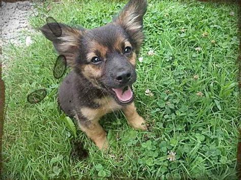 German Shepherd Chihuahua Mix Puppies For Sale