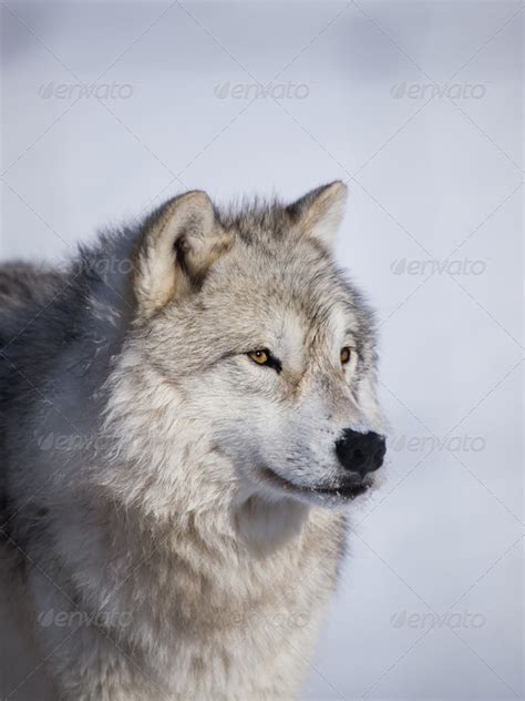 Wolf Alpha Male Profile Closeup Stock Photo By Littlemiss1 Photodune