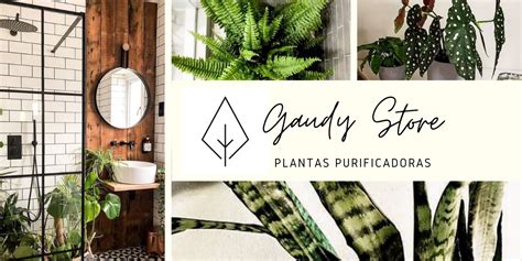 Mi Meta Tu Salud Por Carolina Llovera Gaudy Store Plantas