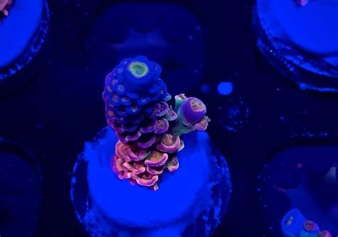 Category: coral frags | Reef Builders | The Reef and Saltwater Aquarium ...