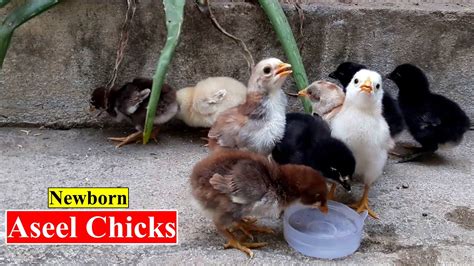 Newborn Chicks Food Feed Newborn Aseel Chicks Care Birds And