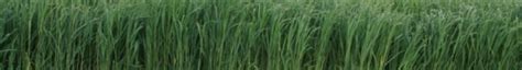 Switchgrass - Agricultural Bioenergy and Energy Conservation