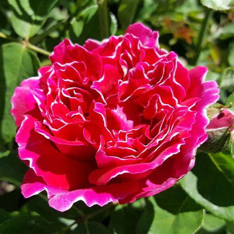 Historische Strauchrose Rose Baron Girod De L Ain Perp Mehrf Rbig