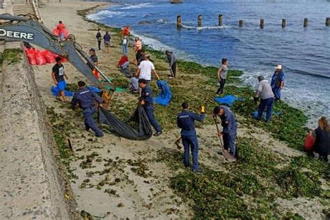 En Algarrobo Realizaron Exitosa Limpieza De Algas En Playa Los Tubos