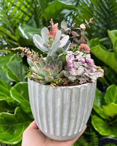 Summer Succulent Planter Diy Kit Terrarium Therapy