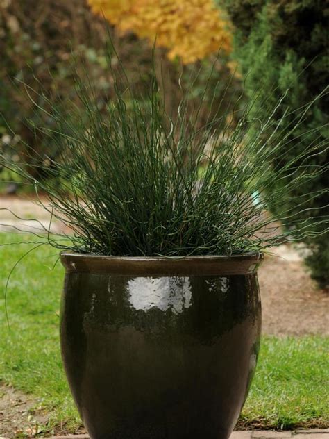 How To Use Grasses In Containers Hgtv