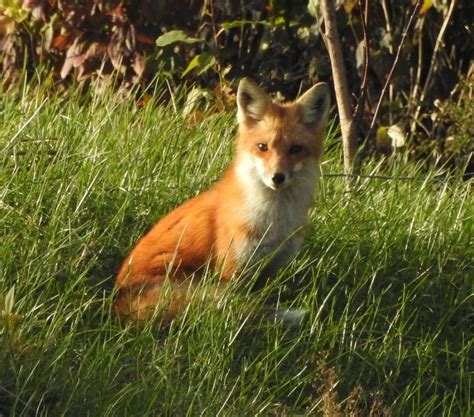 A young fox. photo by Sylvia Steen