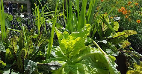 Gardeners Vs Climate Change