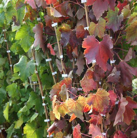 Coltivare La Vite Da Uva Da Tavola Passione In Verde