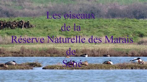 Les Oiseaux De La Réserve Des Marais De Séné Youtube