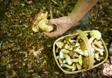 Llega septiembre empiezan el otoño y la temporada de setas El Diario