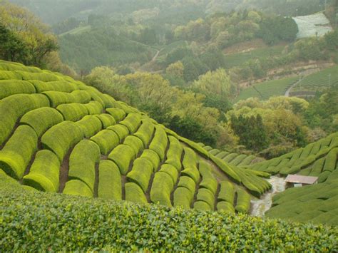 Japan Uji Sencha Champs Asia Places Fine Tea Uji Green Nature Tea