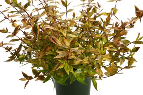 Abelia Suntastic Peach Z6s9284  Planthaven International