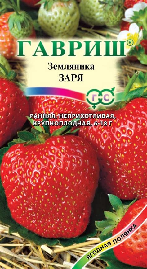 Клубника Заря: описание и характеристики сорта садовой земляники ...