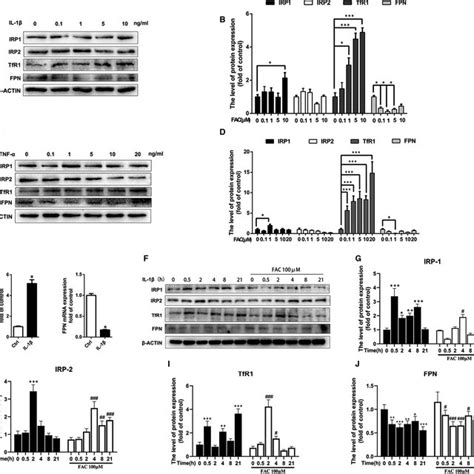 Pro‐inflammatory Cytokines Il‐1β And Tnf‐α Disrupted Iron Homeostasis Download Scientific