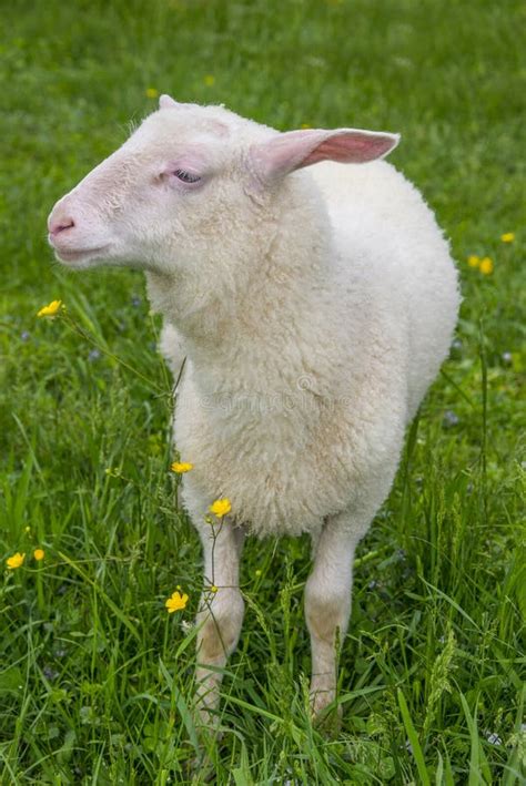 Sheep And Flowers Stock Photo Image Of Lamb People 30908220