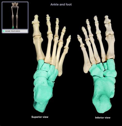 Foot And Ankle Anatomy Flashcards Quizlet