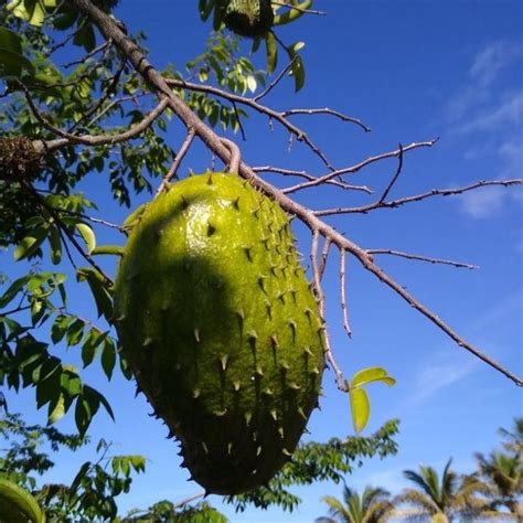 Soursop Guanabana Graviola Annona Muricata Tropical Sweet Fruit Plant