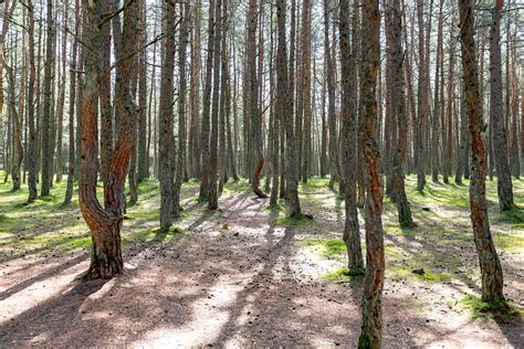 Танцующий лес | Танцующий лес — участок хвойного леса, распо… | Flickr