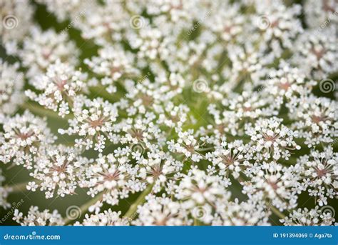 Daucus Carota Aves De Zanahoria Silvestres Nido Bishop Encaje Flores Blancas Macro Enfoque