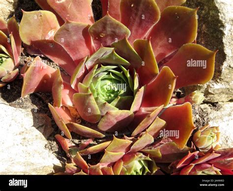 flower, plant, rosette, medicinal plant, red, health, act, garden ...