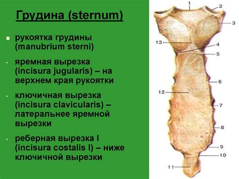 Осевой скелет - презентация онлайн