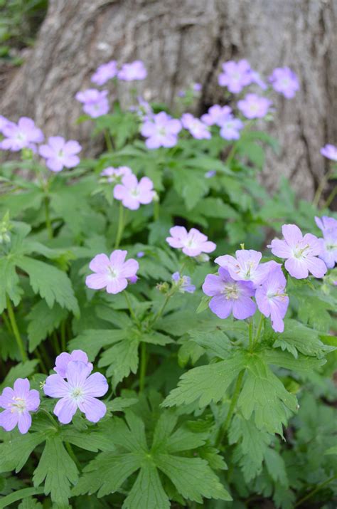 Geranium Maculatum Wild Geranium Wild Geranium Geranium Plant