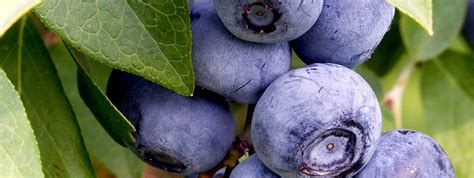 Bessenstruiken Kopen Fruitbomen Webwinkel Fruitbomen Net