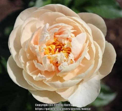 Peony 'Pastelegance' | Border plants, Dream garden, Peonies