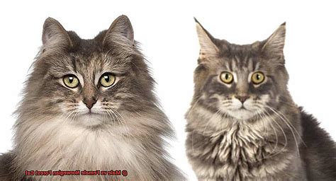 Male Vs Female Norwegian Forest Cat 21Cats Org