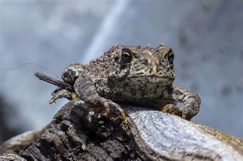 Darmowe Zdjęcia Natura trawa fotografia dzikiej przyrody Zielony