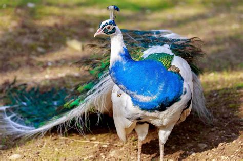 White Peacocks All The Facts You Need