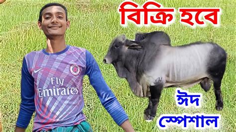 এই গরুটি বিক্রি হবে কোরবানির সবচেয়ে বড় গরু Youtube