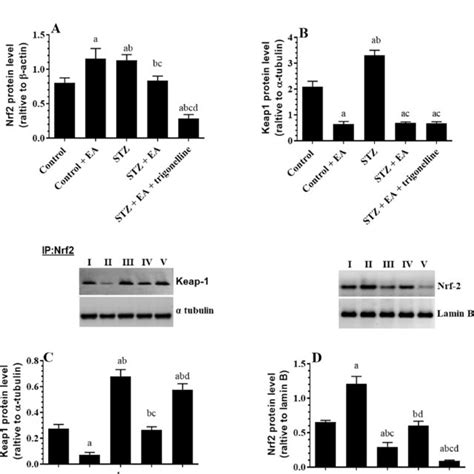 Effect Of Ellagic Acid EA On Total Protein Levels Of Bcl2 A