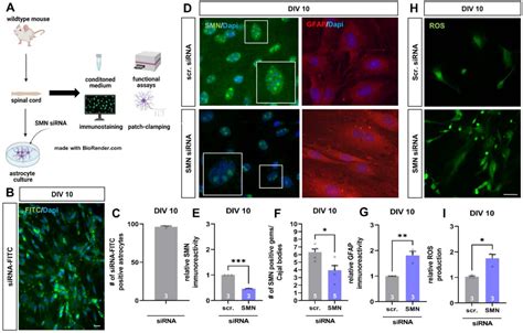 Figure From Induction Of Survival Of Motor Neuron Smn Protein