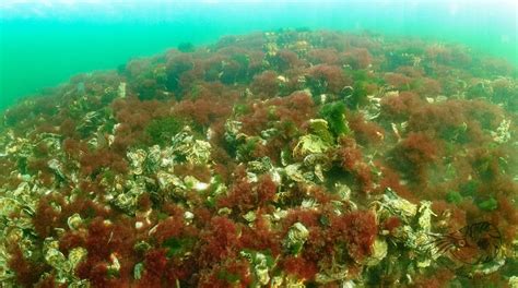 R Aliser Des Panoramas Sous Marins Plonger Et Faire Des Photos