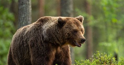 Atak niedźwiedzia Stan nadzwyczajny w słowackim mieście RMF 24