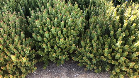 Rhus Crenata Vivero Pullally