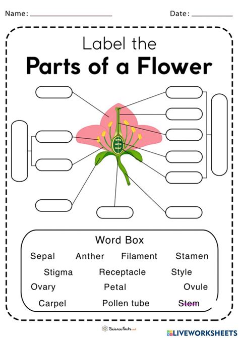 Parts Of Flower Diagram Worksheet Plant Worksheeto Labeled M