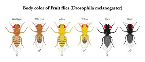 Premium Vector Body Color Of Fruit Flies Drosophila Melanogaster