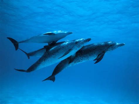 Atlantic Spotted Dolphin - Facts, Diet, Habitat & Pictures on Animalia.bio